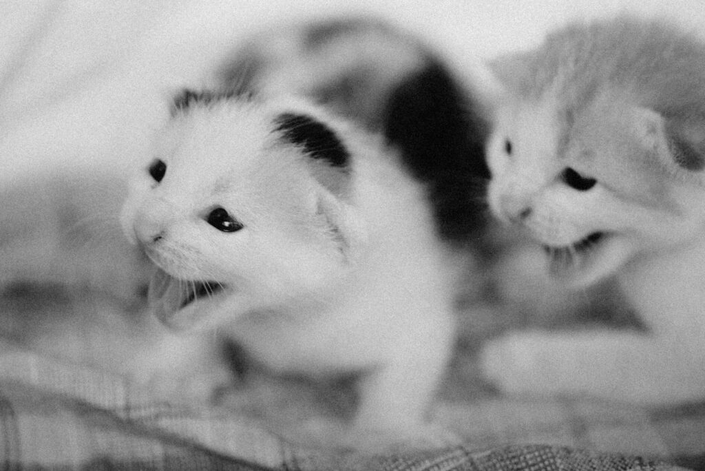 A close-up shot of two playful kittens captured in monochrome with a heartwarming appeal.