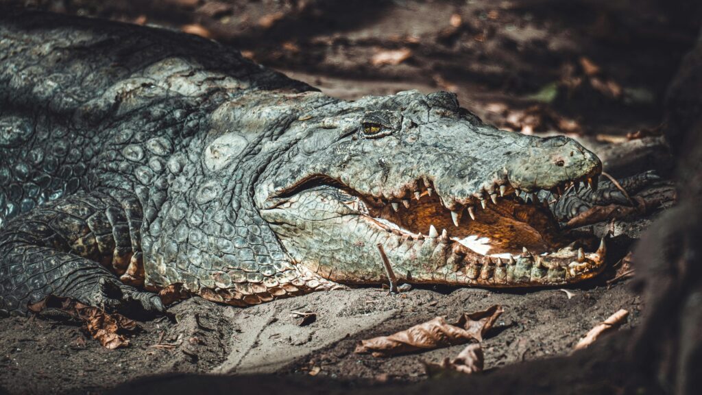Close-up shot of a crocodile resting with its mouth open, showcasing its sharp teeth.