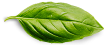 Contactos Basil Leaf